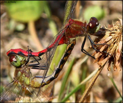 Two Headed Dragon II