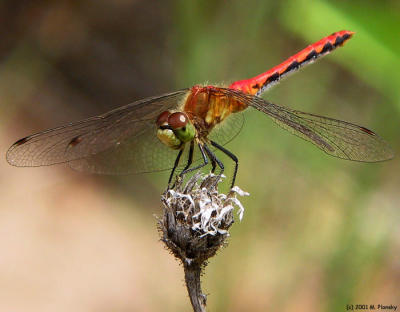 Perched Dragonfly I