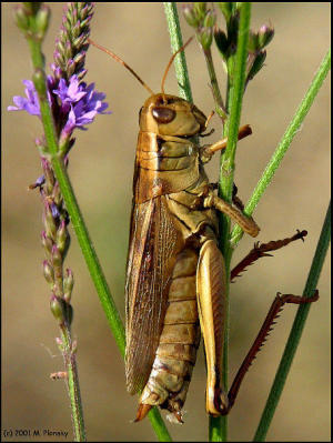Grasshopper & Flower