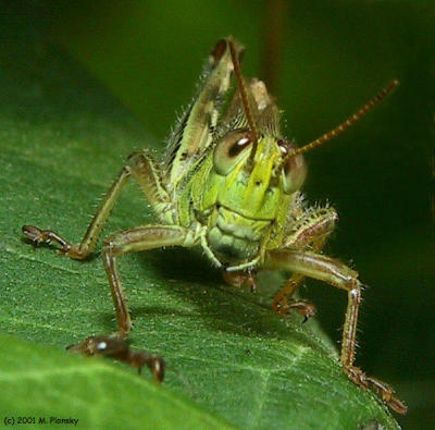 Funny Faced Grasshopper