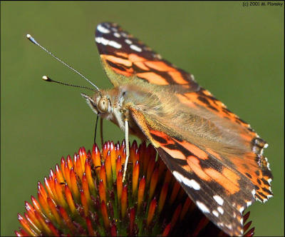 Painted Lady 5