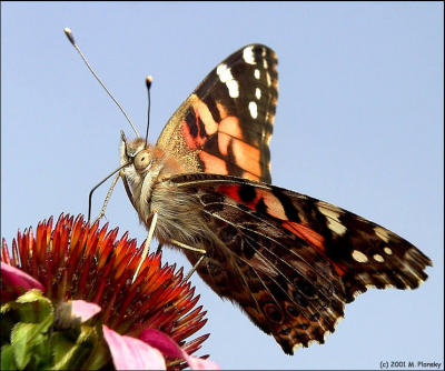 Painted Lady 4