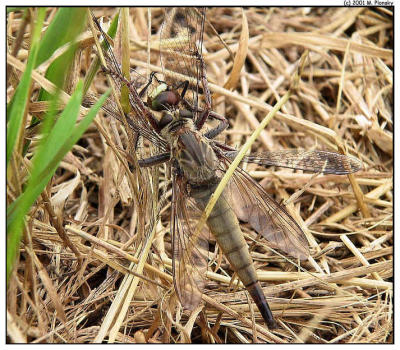 Robber Fly Eating a Dragon