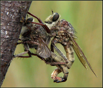 Robberflies Tying the Knot