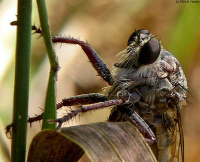 Robber Fly Head Shot