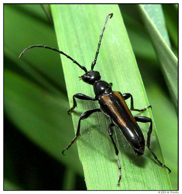Black Longhorned Beetle