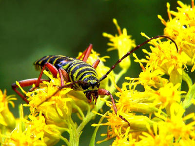 locust borer (megacyllene robiniae)