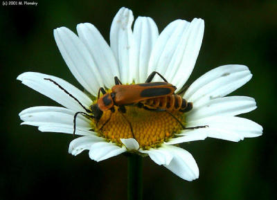 Leather Winged Beetle on a Daisy