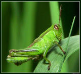 Small Green Grasshopper