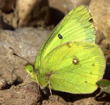 Cloudless Sulfer Butterfly 3