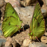 Two Cloudless Sulfer Butterflies 1
