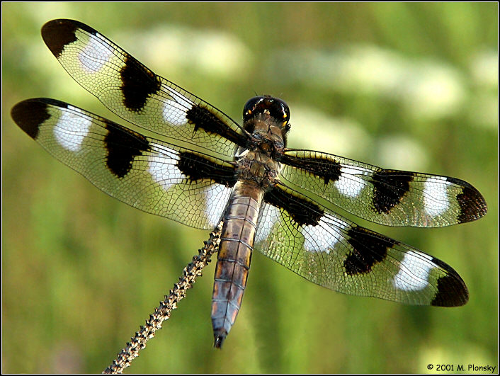 12 Spotted Skimmer