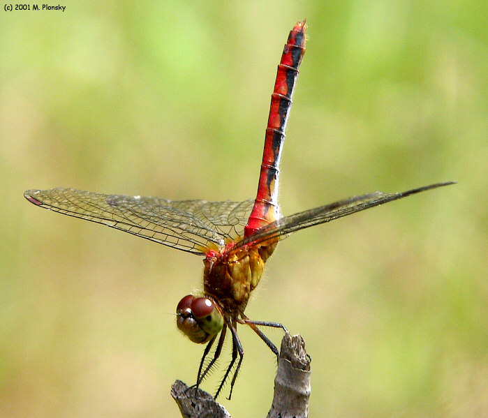 Dragonfly Gymnastics