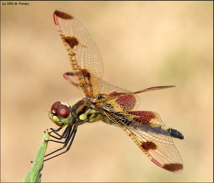 Dragonfly With Pretty Wings