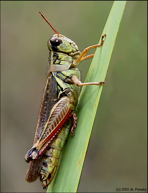 Grasshopper on a Stem