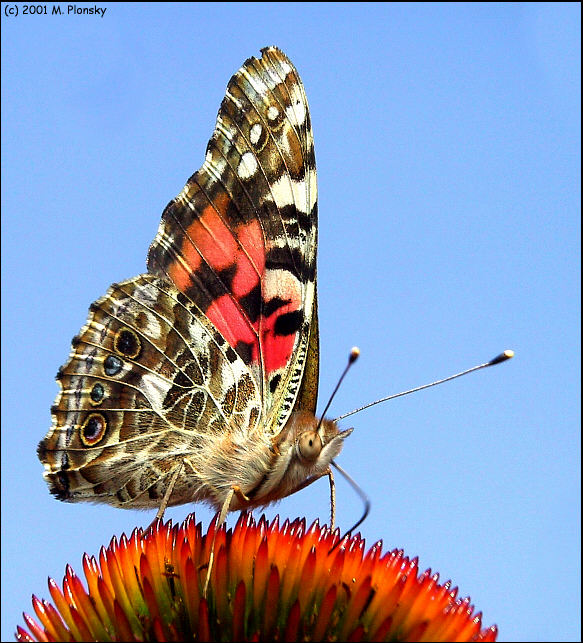 Painted Lady 3