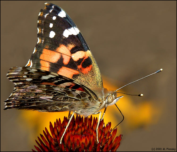 Painted Lady 1