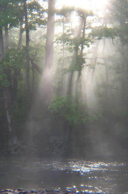 tree_fog1.jpg