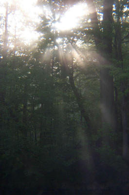tree_fog2.jpg