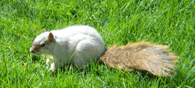 white_squirrel.gif