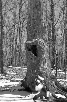 holeintree.jpg