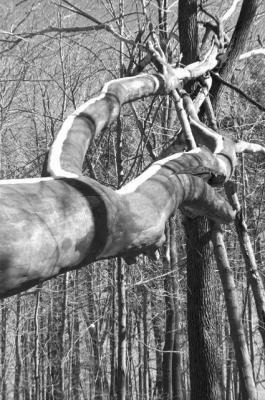 Branch_snow.jpg