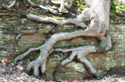 amazingtree.jpg