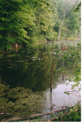 pond.jpg