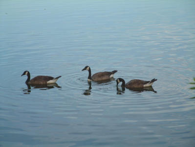 3geese.jpg