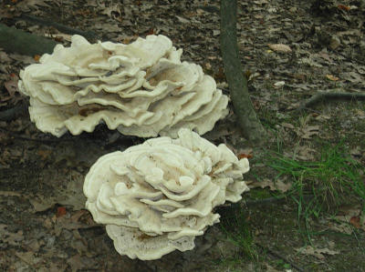 u/nativeeye/medium/198208.fungus.jpg
