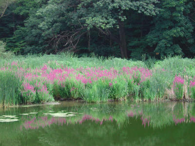 pondflowers1.jpg