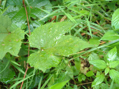 leaves.jpg