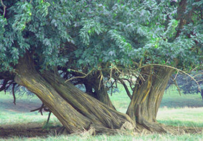 tree.jpg