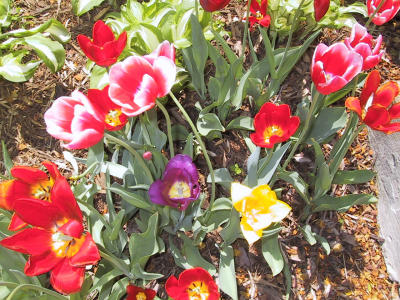 Spring Flowers in My Garden in Vienna