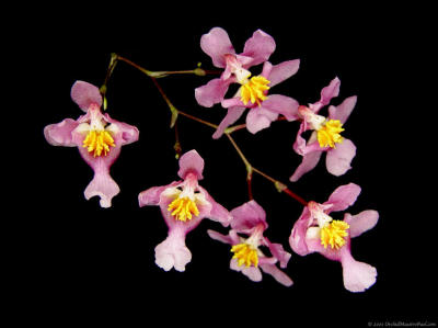 Onc. ornithorhynchum