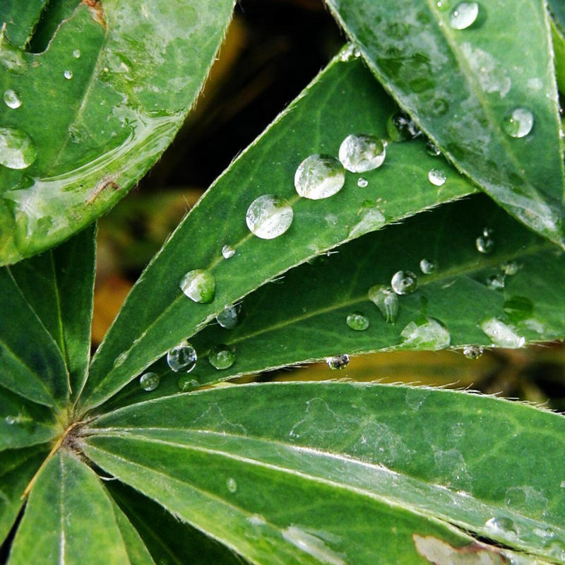 P9190070a.jpg