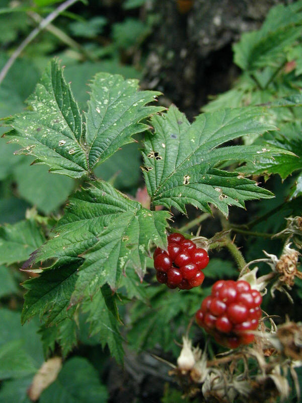 P9190100.jpg