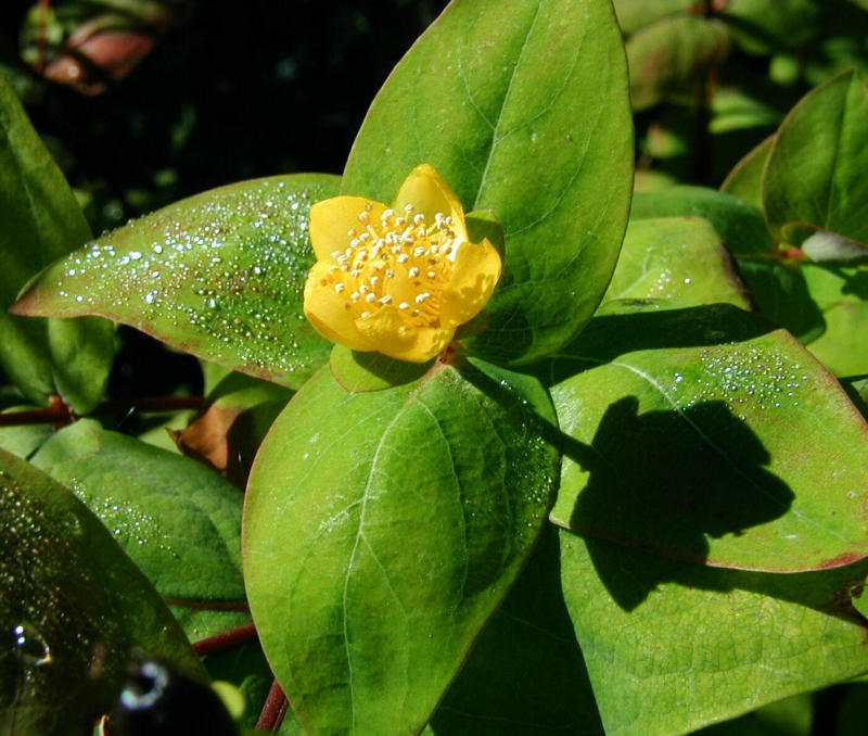 P9230040a.jpg