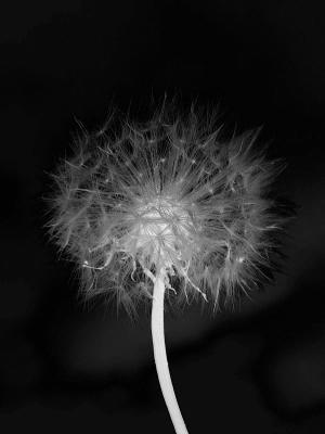 Dandelion + Other Pictures