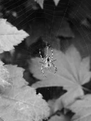 P9190090bw.jpg
