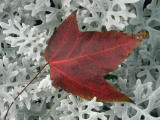 P9200015.jpg