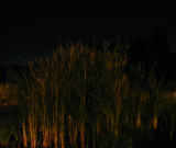 P9220056a.jpg