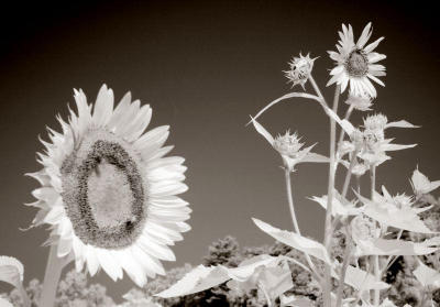 Two Sunflowers