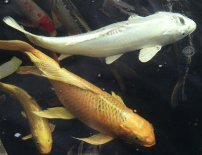 Three Coy Koi