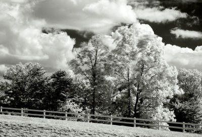 Windy hillside trees