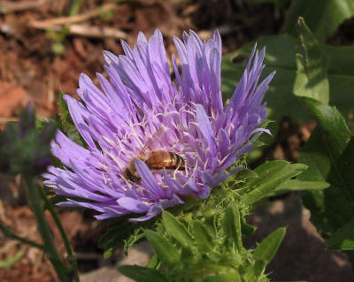 Stokesia with bee
