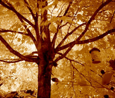 Sunny Tree with Bird House