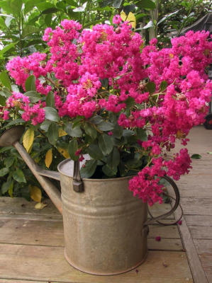 Crape Myrtle in watering can