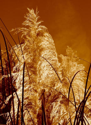Pampas