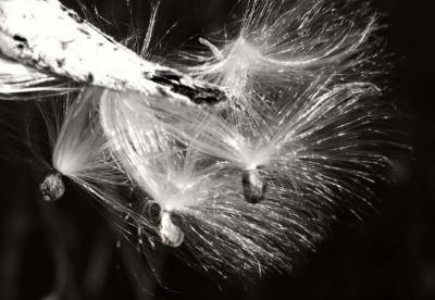 Milkweed flying